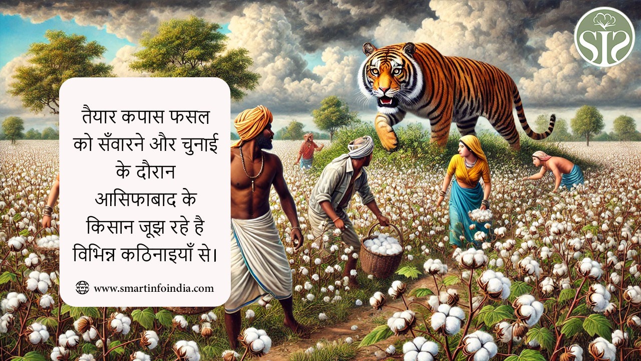तैयार कपास फसल को सँवारने और चुनाई के दौरान आसिफाबाद के किसान जूझ रहे है विभिन्न कठिनाइयाँ से।