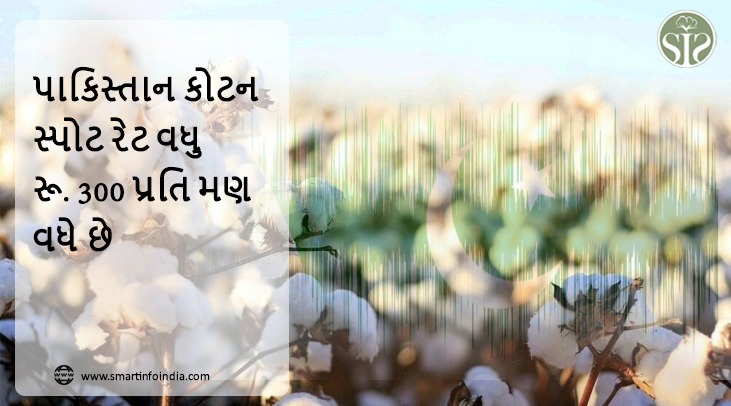 પાકિસ્તાન કોટન સ્પોટ રેટ વધુ રૂ. 300 પ્રતિ મણ વધે છે