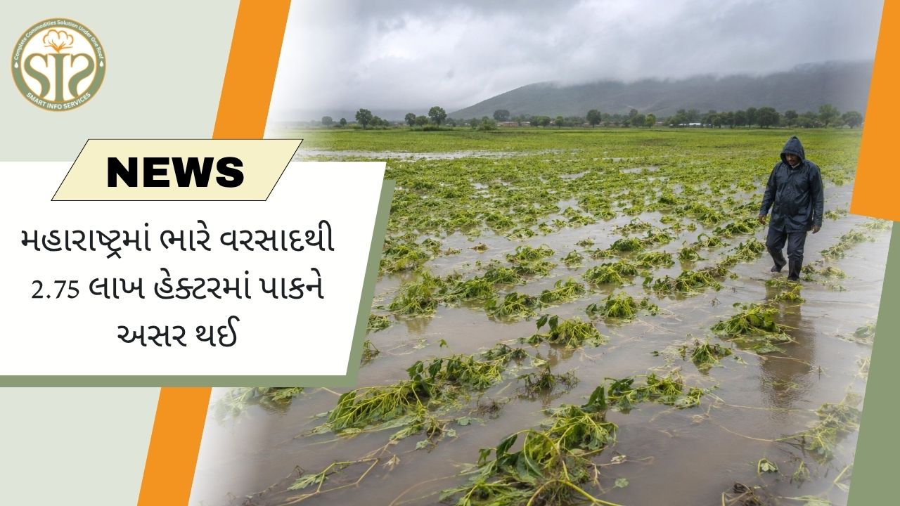 મહારાષ્ટ્રમાં વરસાદથી 2.75 લાખ હેક્ટર પાકને નુકસાન