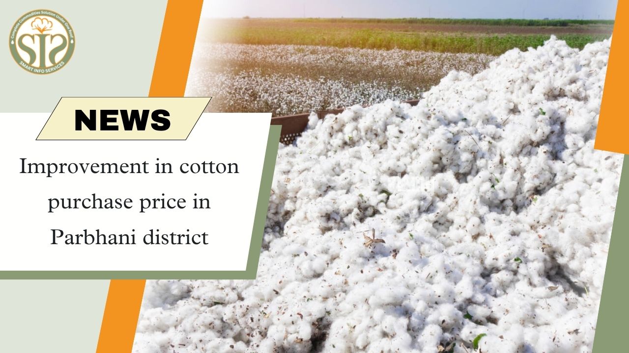 Relief to farmers due to improvement in cotton purchase prices in Parbhani district