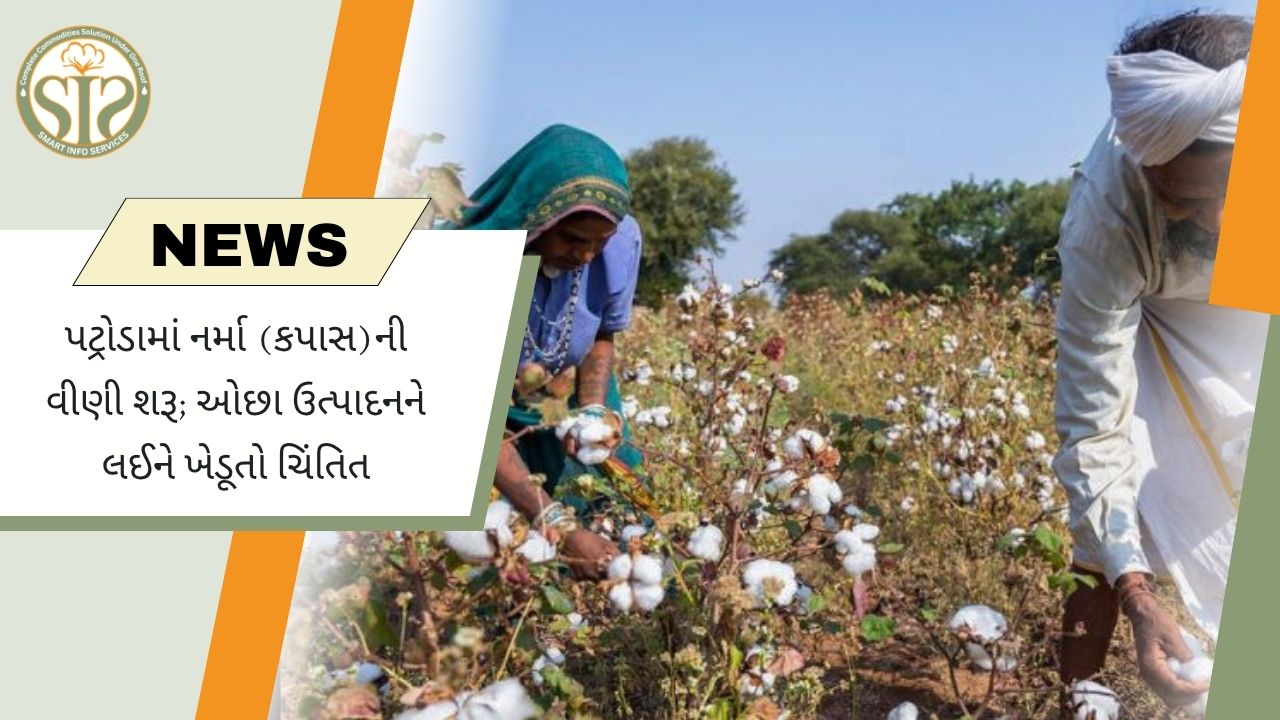 રાજસ્થાનના પટ્રોડામાં નરમા કપાસની વીણી શરૂ, ઓછા ઉત્પાદનથી ખેડૂતો ચિંતિત