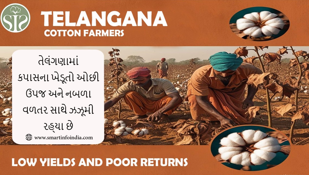 તેલંગણામાં કપાસના ખેડૂતો ઓછી ઉપજ અને નબળા વળતર સાથે ઝઝૂમી રહ્યા છે