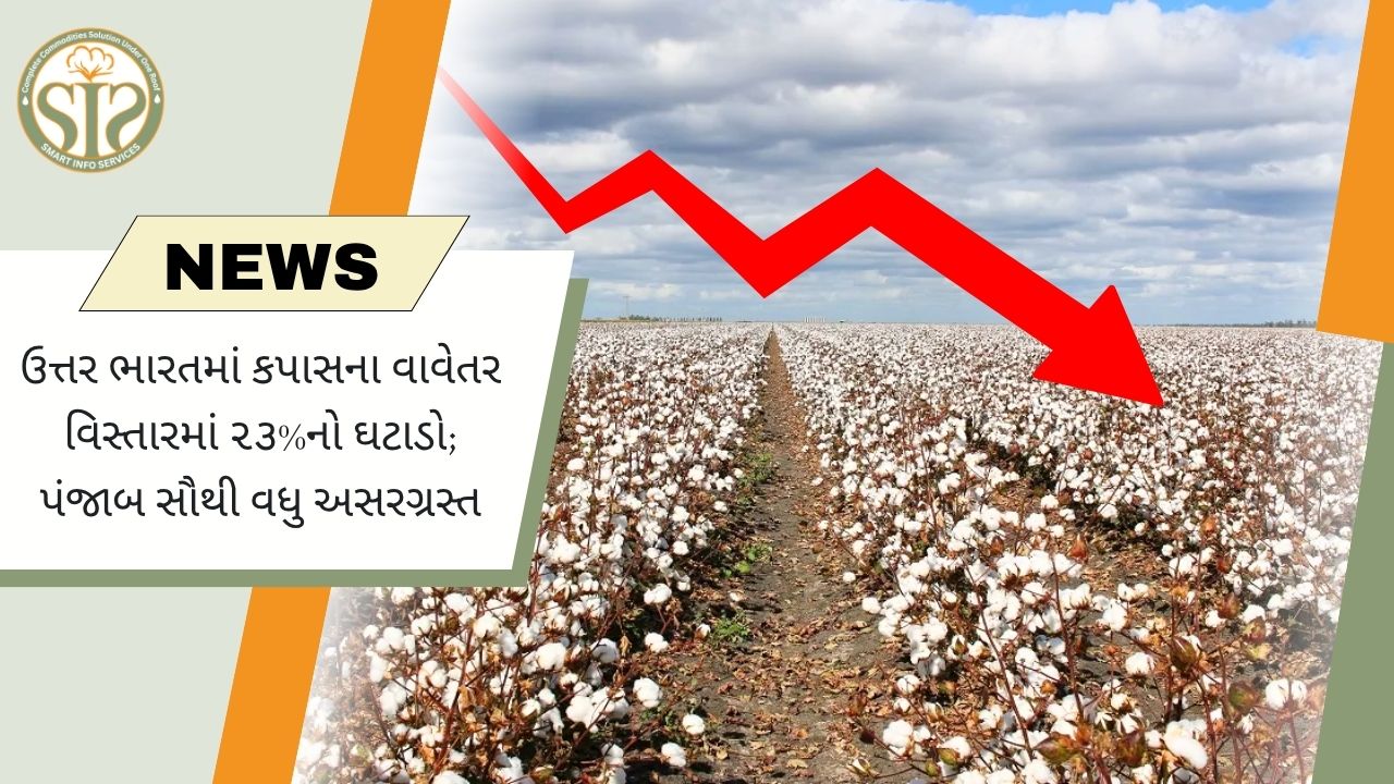 ઉત્તર ભારતમાં કપાસનું વાવેતર 23% ઘટ્યું