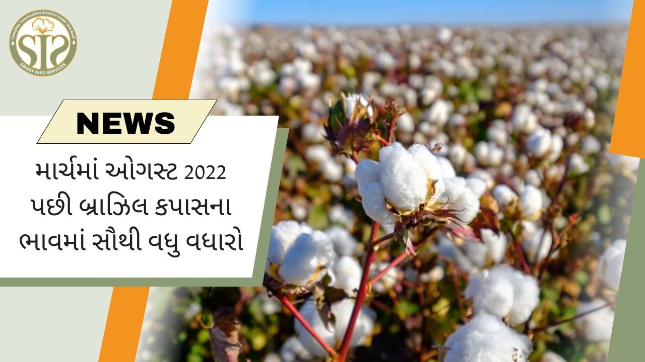 બ્રાઝિલમાં કપાસના ભાવમાં ઓગસ્ટ 2022 પછી સૌથી વધુ વધારો જોવા મળી રહ્યો છે