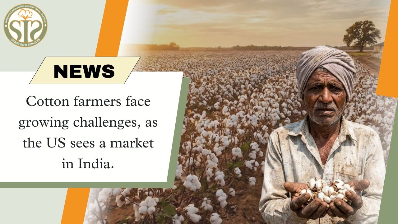 America's eyes on India's cotton market