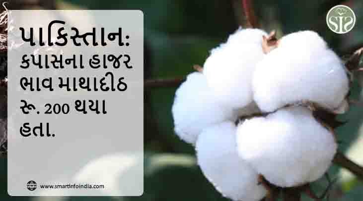 પાકિસ્તાન: કપાસના હાજર ભાવ માથાદીઠ રૂ. 200 થયા હતા.