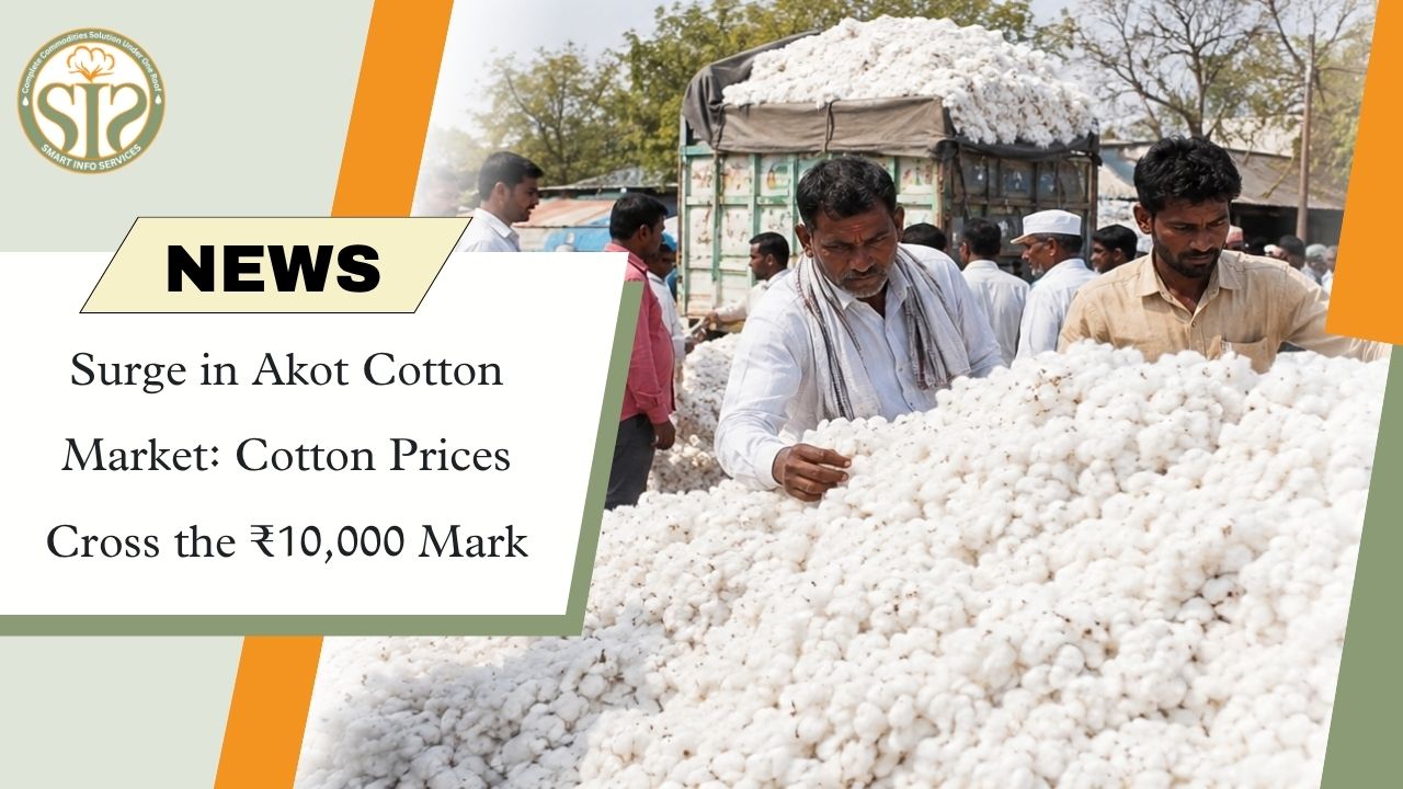 Surge in Akot Cotton Market: Cotton Prices Cross ₹10,000 Mark
