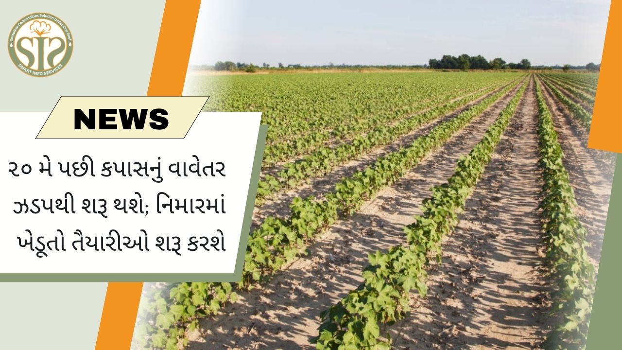 નિમારમાં કપાસના વાવેતરની તૈયારીઓ તેજ; 20 મે પછી વેગ પકડવાની અપેક્ષા.