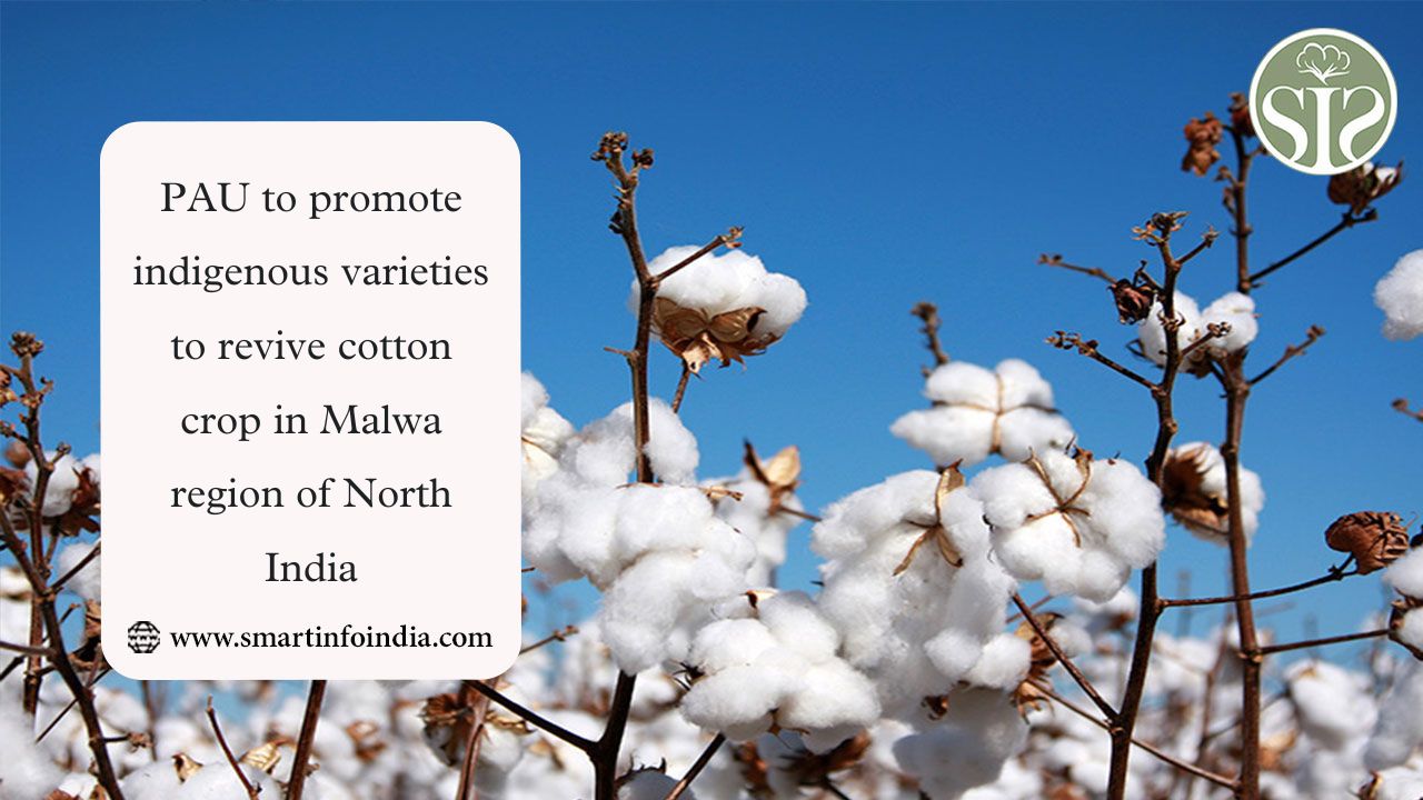 PAU to promote indigenous varieties to revive cotton crop in Malwa region of North India