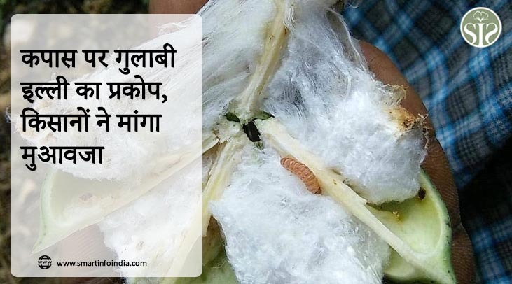 कपास पर गुलाबी इल्ली का प्रकोप, किसानों ने मांगा मुआवजा