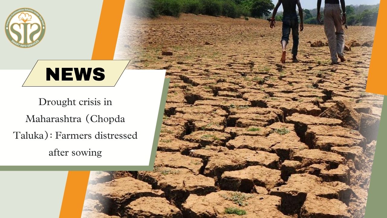 Maharashtra Chopda Taluka: Farmers worried due to drought conditions.