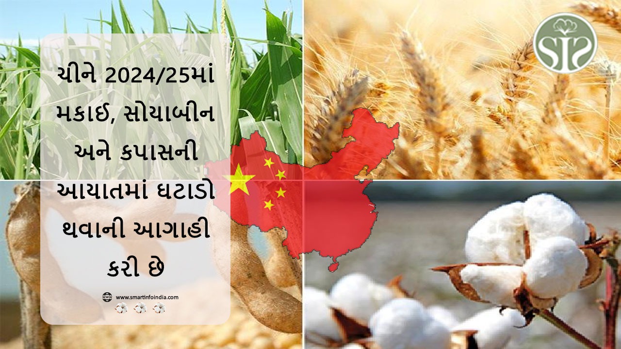 ચીને 2024/25માં મકાઈ, સોયાબીન અને કપાસની આયાતમાં ઘટાડો થવાની આગાહી કરી છે