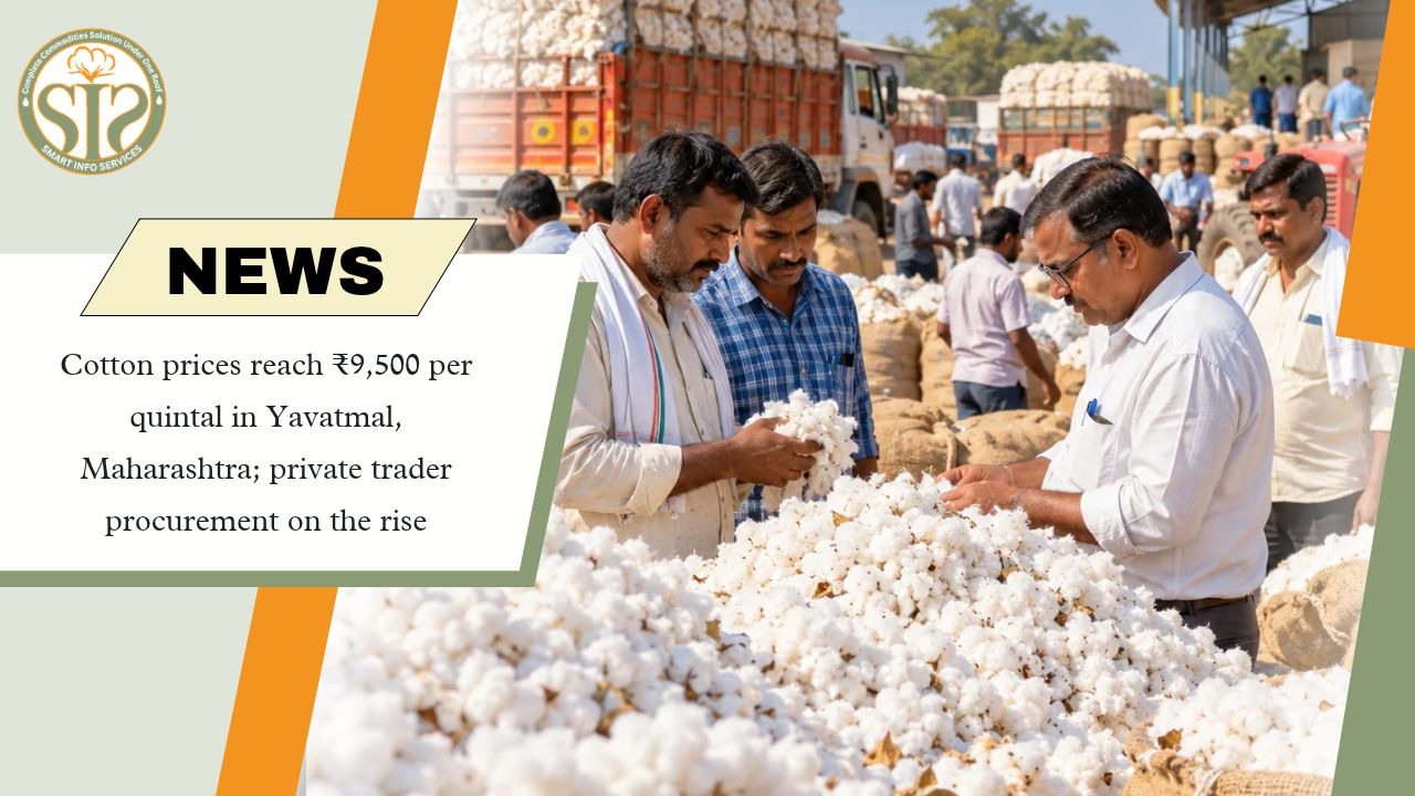 Yavatmal Cotton Prices Reach ₹9,500 per Quintal as Private Traders Increase Procurement