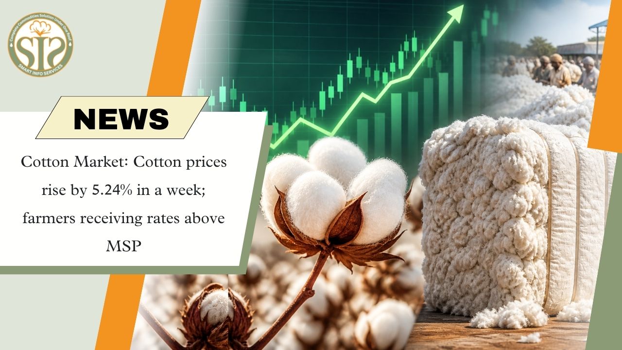 Cotton Prices Jump Above MSP