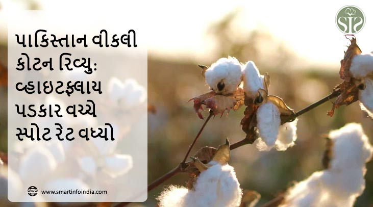 પાકિસ્તાન વીકલી કોટન રિવ્યુ: વ્હાઇટફ્લાય પડકાર વચ્ચે સ્પોટ રેટ વધ્યો