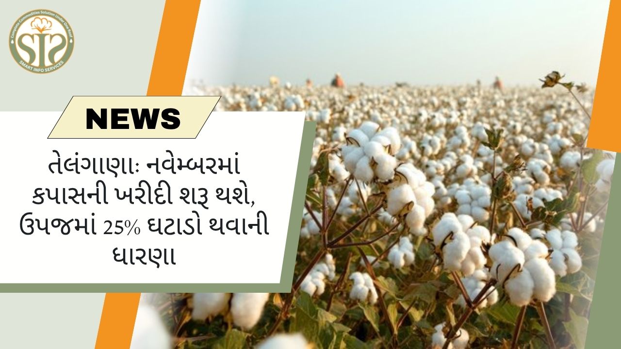 તેલંગાણા: નવેમ્બરથી કપાસની ખરીદી, ઉપજમાં 25% ઘટાડો થશે