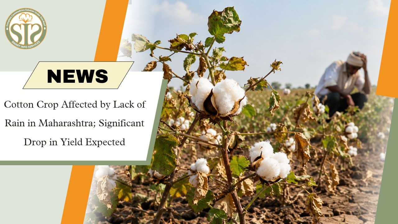 Maharashtra Cotton Crop Hit by Drought, Yields May Fall Sharply