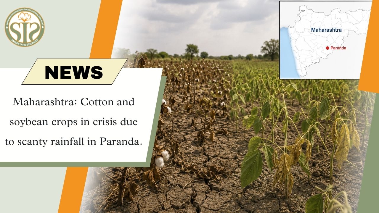 Scanty Rainfall Puts Cotton and Soybean Crops Under Stress in Maharashtra's Paranda