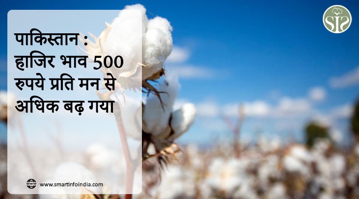 पाकिस्तान : हाजिर भाव 500 रुपये प्रति मन से अधिक बढ़ गया