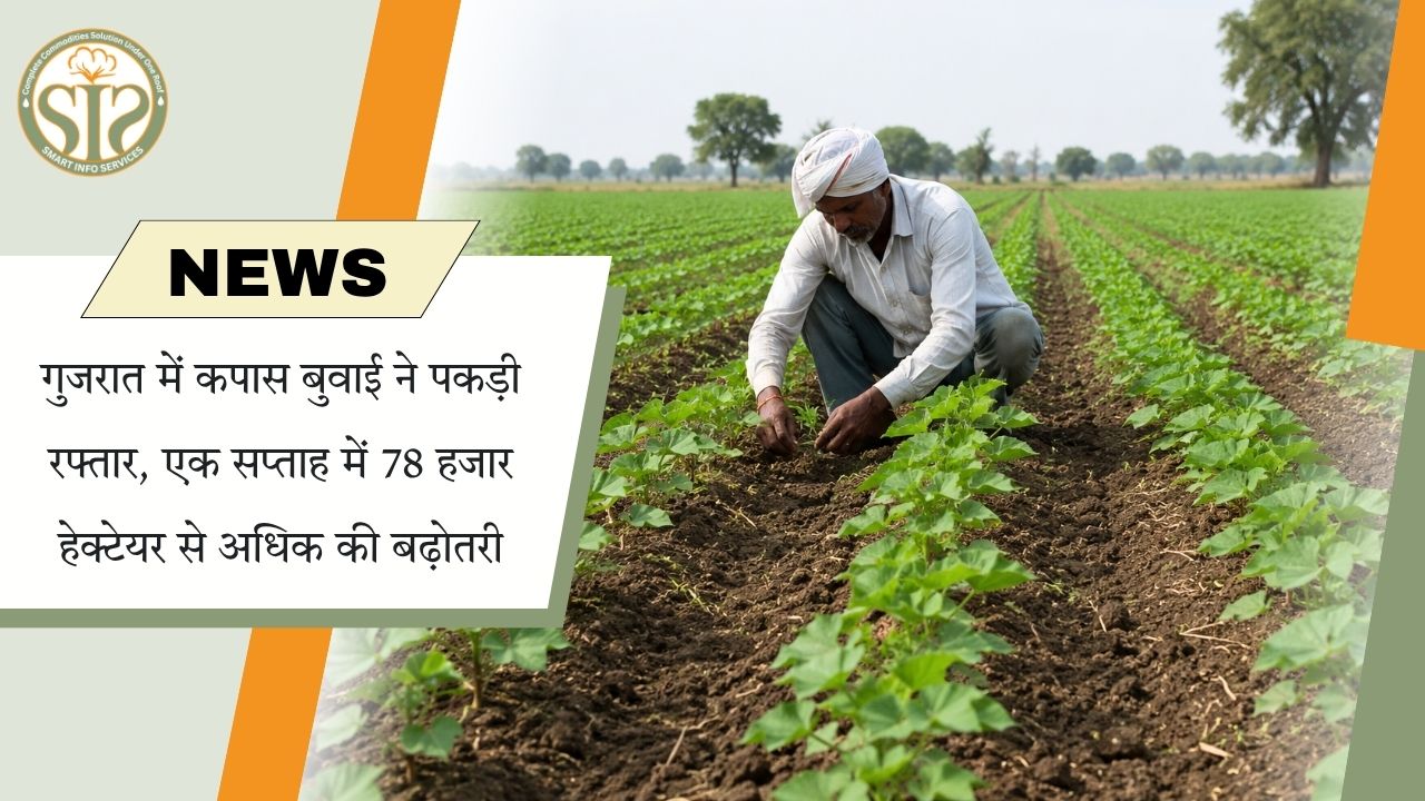 गुजरात में कपास बुवाई में तेजी, एक सप्ताह में 78,000 हेक्टेयर का इजाफा
