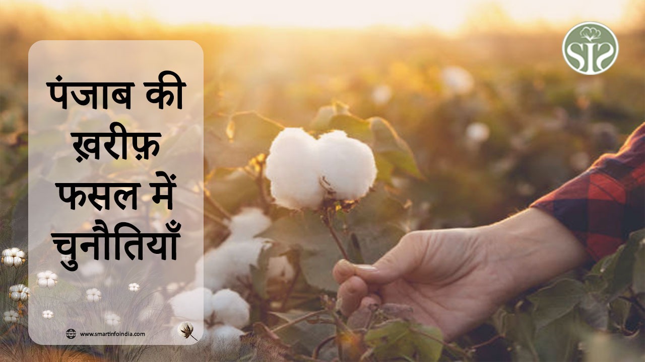 पंजाब की ख़रीफ़ फसल में चुनौतियाँ