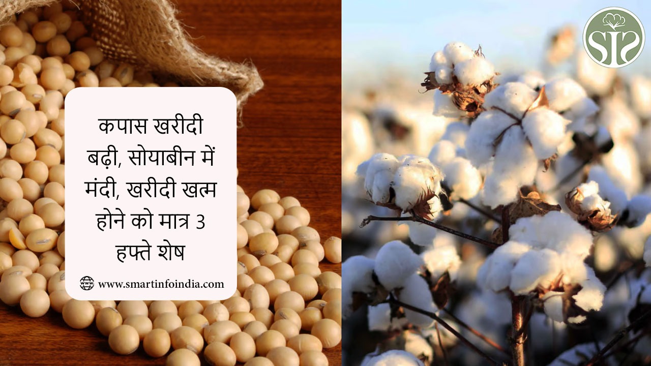 कपास खरीदी में तेजी, सोयाबीन में गिरावट, खरीदी समाप्ति में बचे सिर्फ 3 सप्ताह
