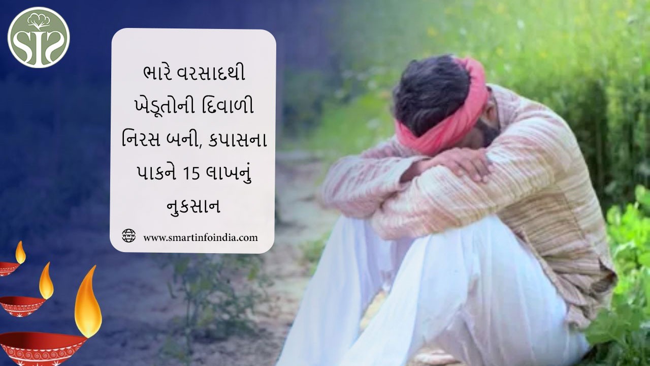 ભારે વરસાદથી ખેડૂતોની દિવાળી નિરસ બની, કપાસના પાકને 15 લાખનું નુકસાન