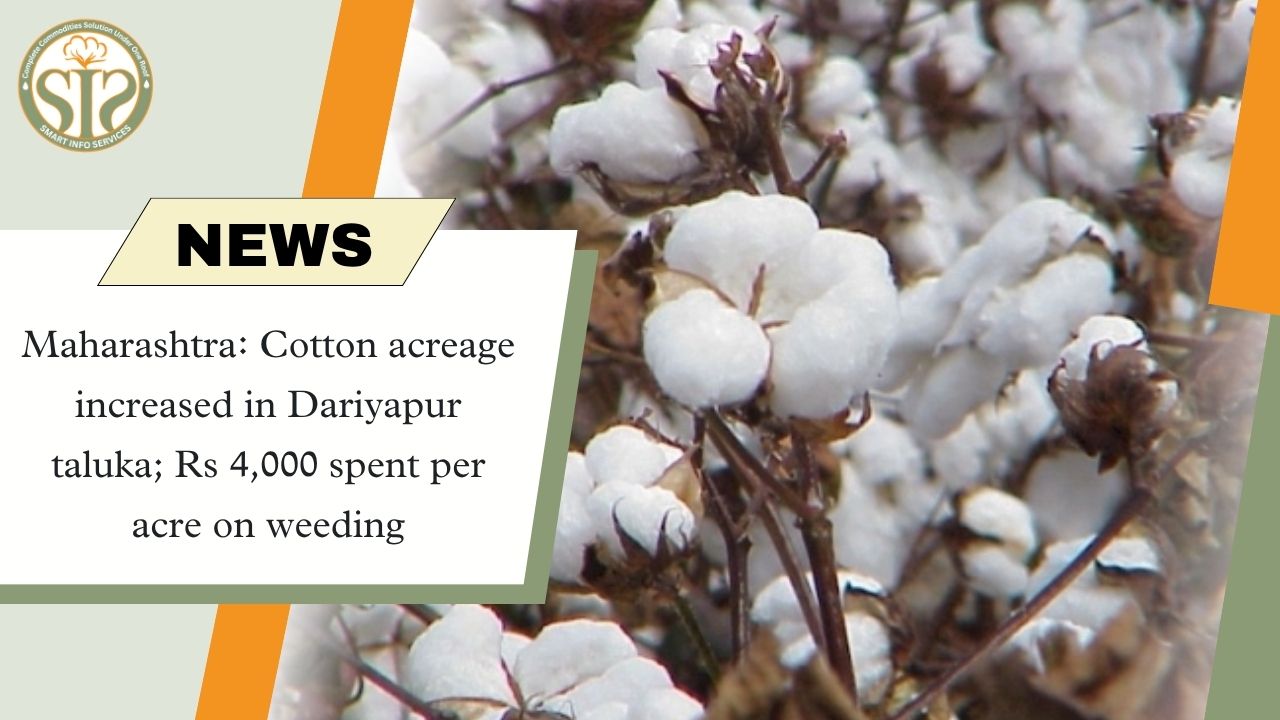 Cotton cultivation increased in Dariyapur, weeding cost ₹4,000 per acre