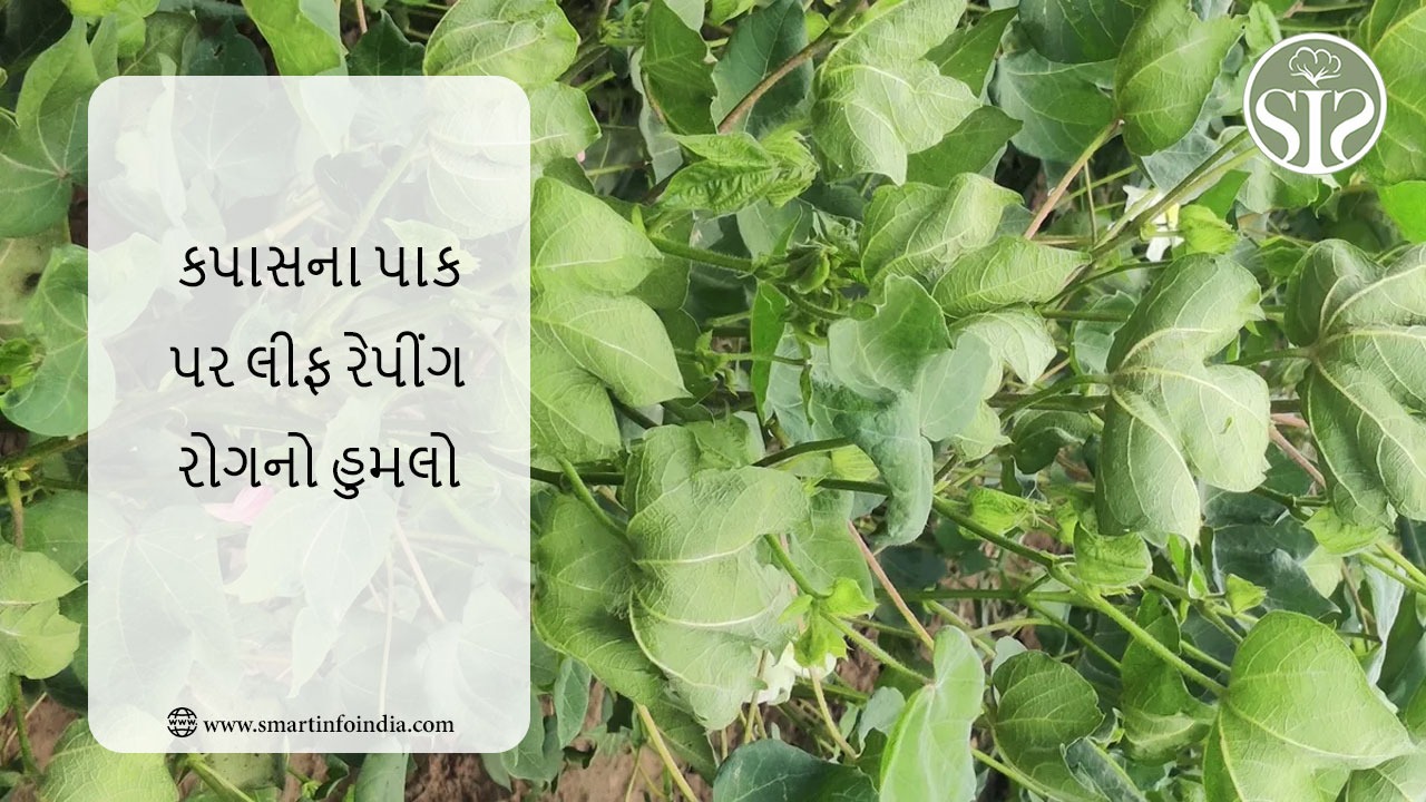 કપાસના પાક પર લીફ રેપ રોગનો હુમલો