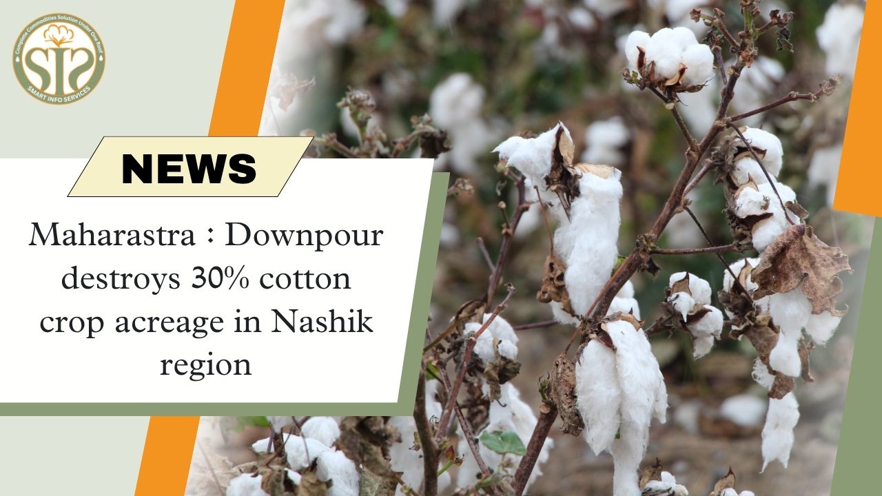 Heavy rains in Nashik destroyed 30% of cotton crop.