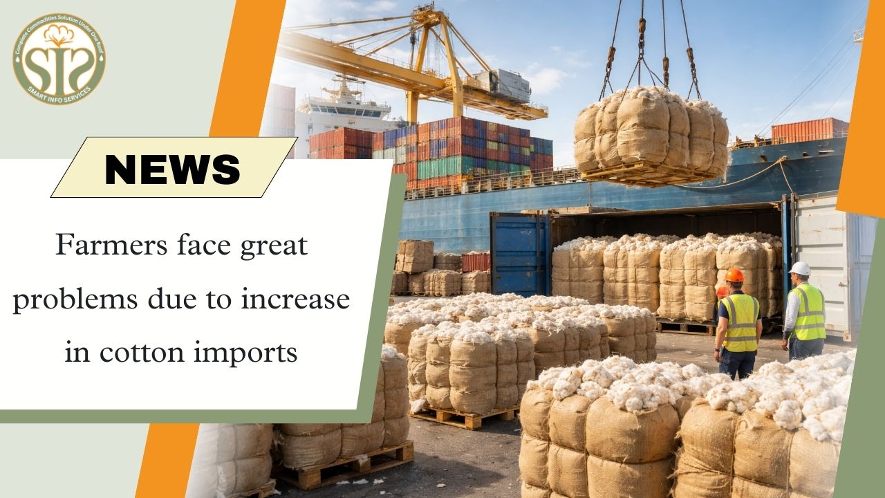 Farmers in trouble due to increase in cotton imports