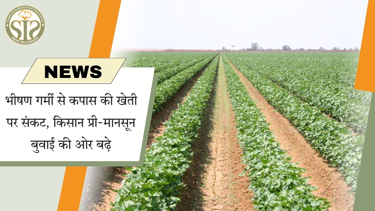 अत्यधिक गर्मी के कारण कपास की खेती संकट में; मॉनसून-पूर्व बुवाई में वृद्धि