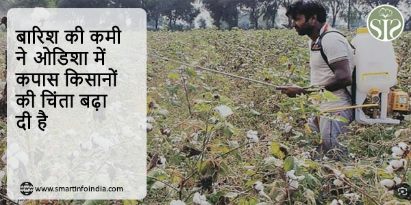 बारिश की कमी ने ओडिशा में कपास किसानों की चिंता बढ़ा दी है