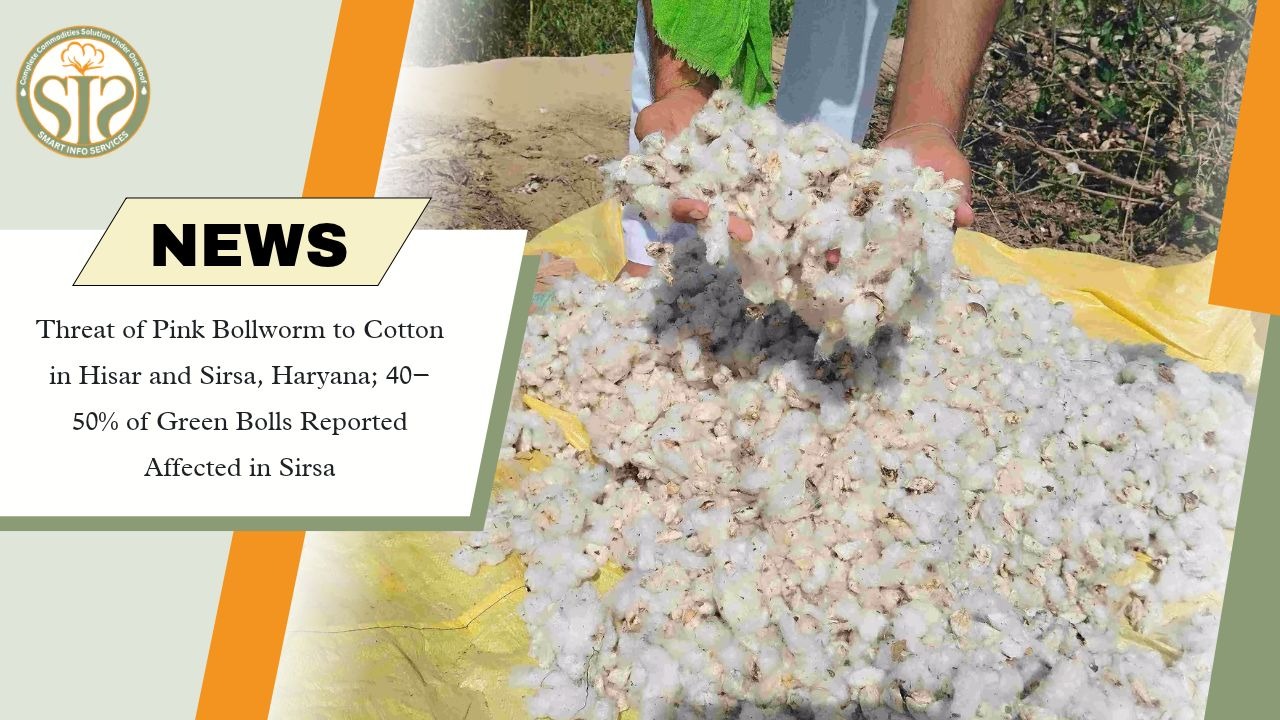 Pink Bollworm Threatens Haryana Cotton Crop; 40–50% Green Bolls Reportedly Affected in Sirsa