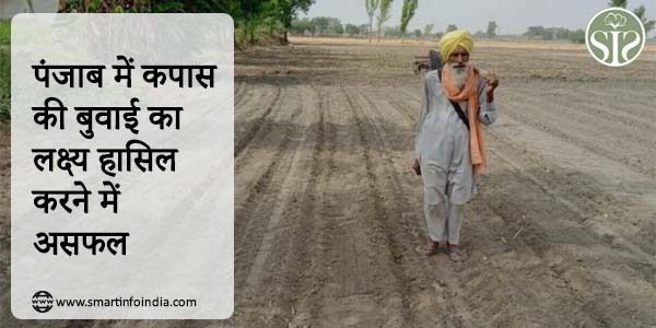 पंजाब में कपास की बुवाई का लक्ष्य हासिल करने में असफल