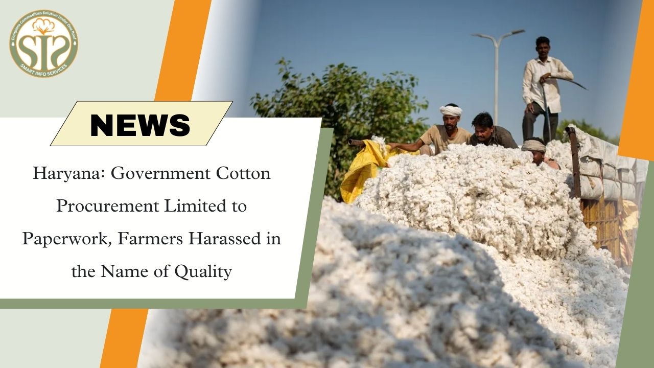 Haryana:  Government  Cotton Procurement Limited to Paperwork, Farmers Harassed in the Name of Quality