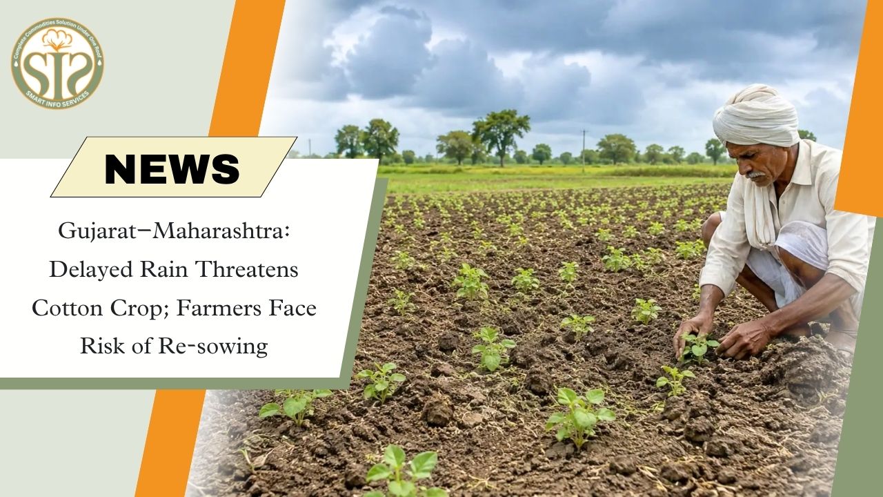 Gujarat–Maharashtra Farmers Fear Cotton Crop Damage Amid Delayed Rain