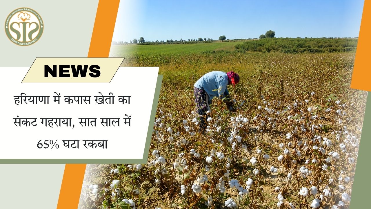 हरियाणा में कपास खेती से किसानों का मोहभंग, रकबा 65% घटा