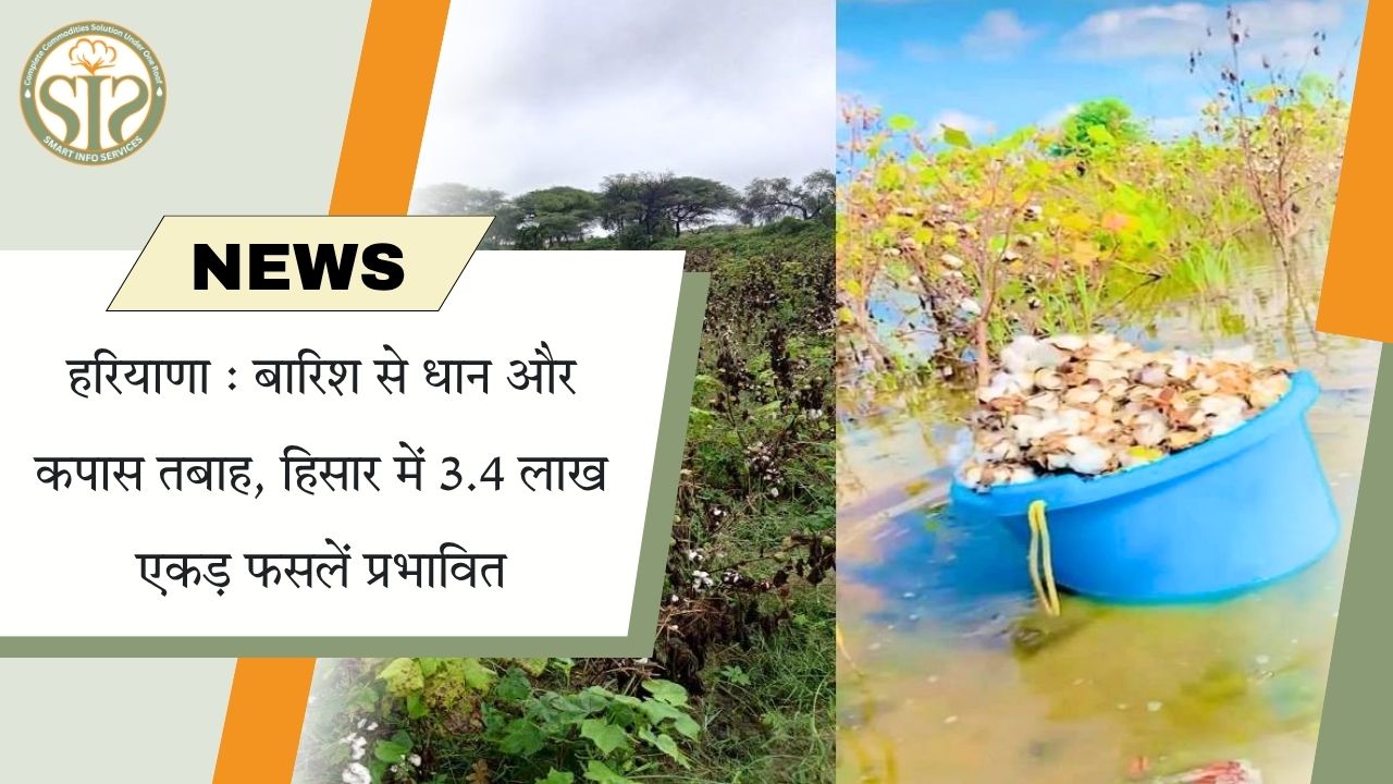 हरियाणा: बारिश से 3.4 लाख एकड़ फसलें बर्बाद