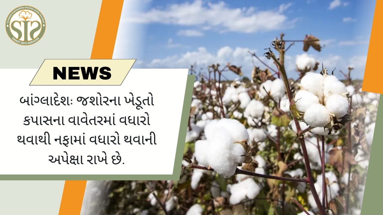 બાંગ્લાદેશ: જશોરમાં કપાસની ખેતીથી ખેડૂતોને નફાની આશા છે
