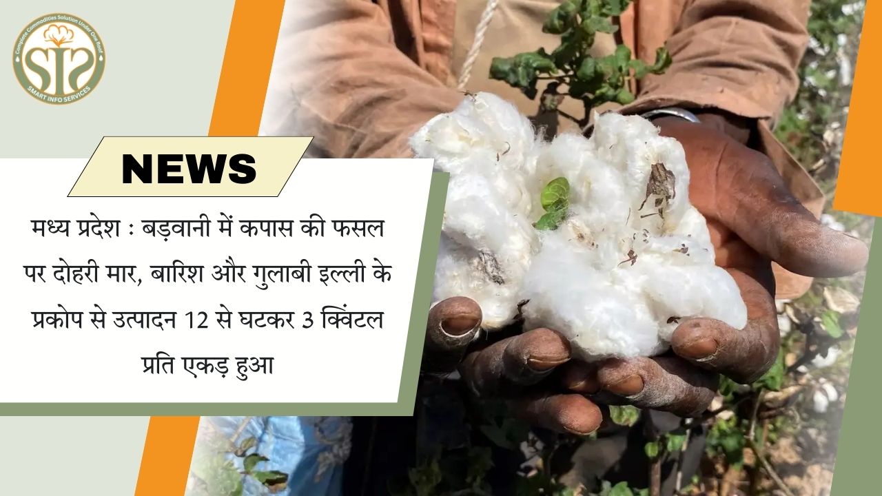 बड़वानी: कपास पर बारिश व इल्ली का कहर, उत्पादन 12 से 3 क्विंटल प्रति एकड़