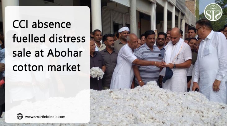 CCI's absence leads to distress selling in Abohar cotton market