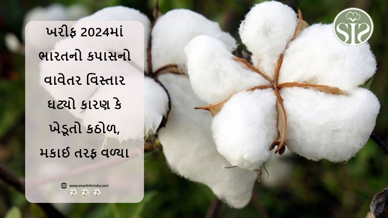 ભારતમાં કપાસનું વાવેતર ખરીફ 2024માં ઘટશે કારણ કે ખેડૂતો કઠોળ અને મકાઈની ખેતી તરફ વળ્યા છે