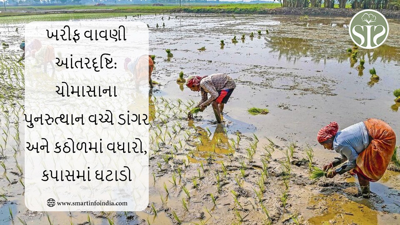 ખરીફ વાવણીની માહિતી: ડાંગર અને કઠોળના પાકમાં વધારો, ચોમાસું ફરી સક્રિય થવા વચ્ચે કપાસમાં ઘટાડો
