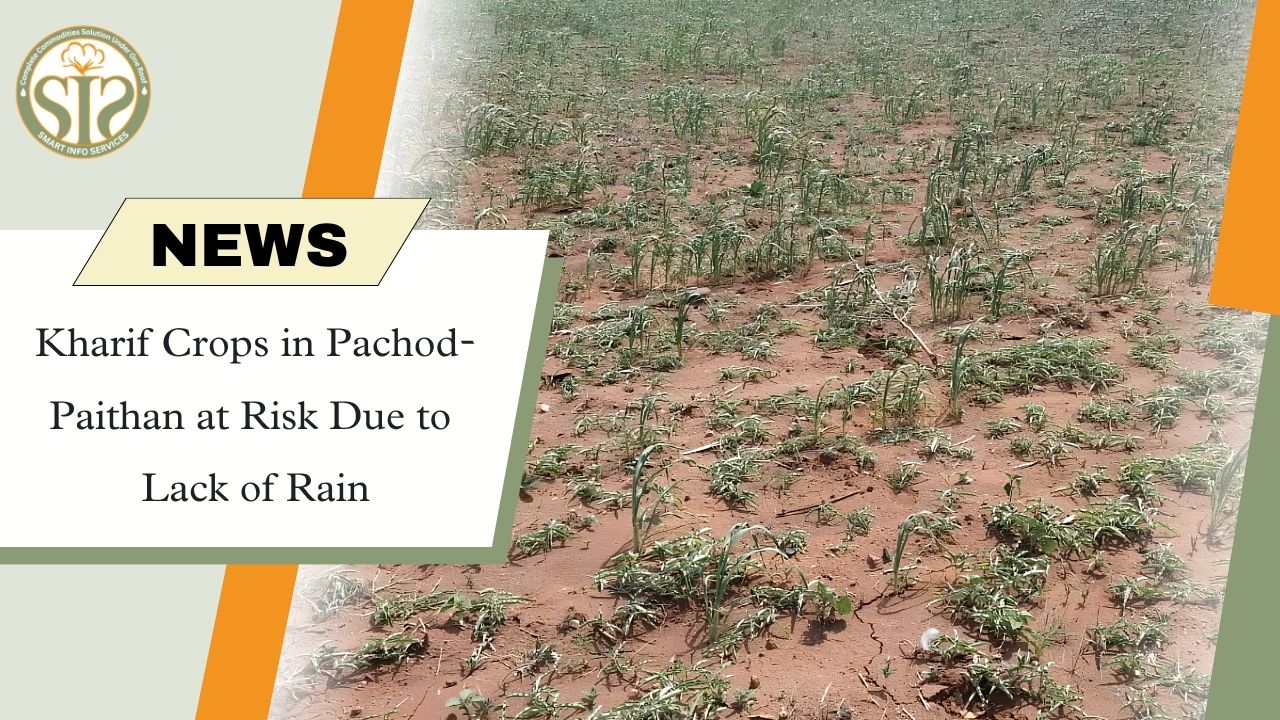 Kharif Crops in Pachod-Paithan at Risk Due to Rainfall Deficit