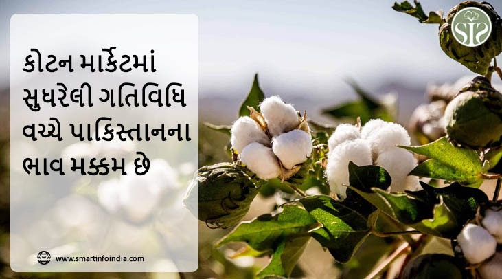 કપાસ બજાર માં શ્રેષ્ઠ પ્રવૃત્તિ કે વચ્ચે પાકિસ્તાનની કિંમત મજબૂત થાય છે