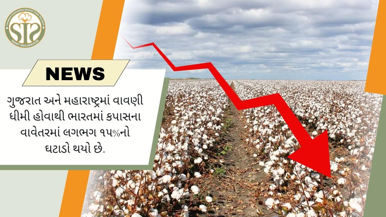 ગુજરાત અને મહારાષ્ટ્રમાં ધીમી વાવણીથી ભારતમાં કપાસનું વાવેતર લગભગ 15% ઘટ્યું