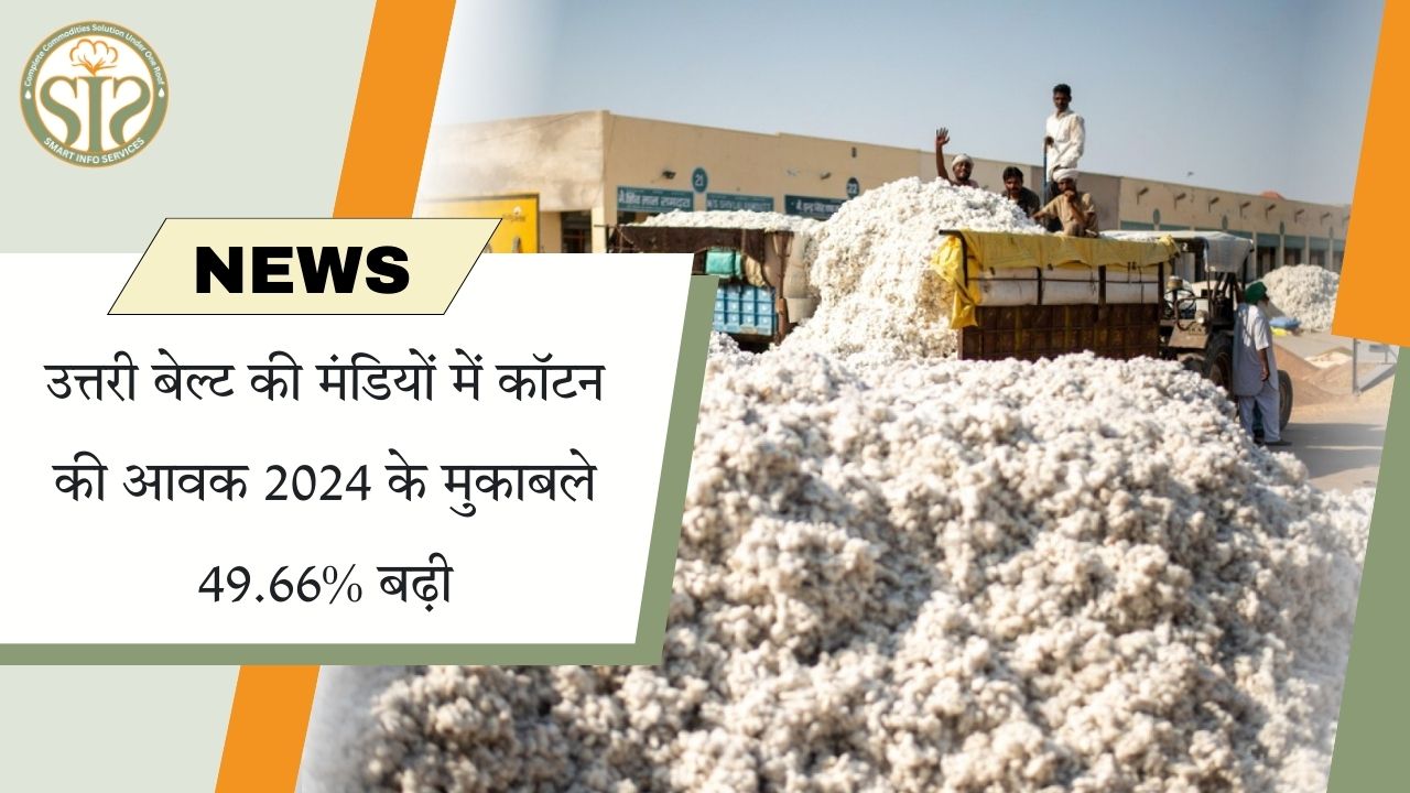 उत्तरी बेल्ट में कॉटन आवक में 49.66% वृद्धि
