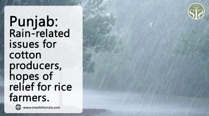 Punjab: Rain problem for cotton growers, paddy farmers hope for relief