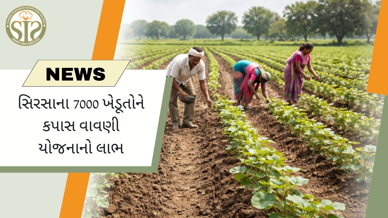 સિરસાના 7000 ખેડૂતોએ કપાસ વાવણી યોજનાનો લાભ લીધો